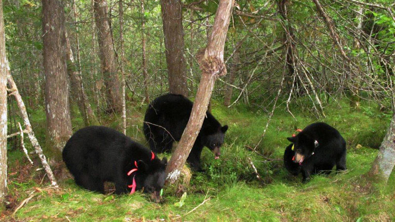 Faith, young male, and Aster - Aug 27, 2012