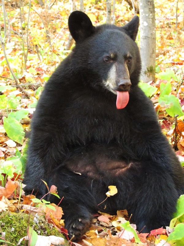 Faith tongue_-_20110930