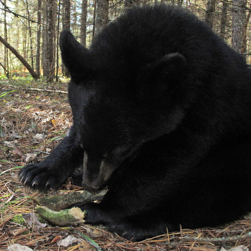 Faith with_antler_-_20110925