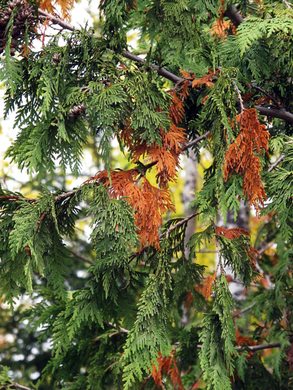 Cedar shedding needles