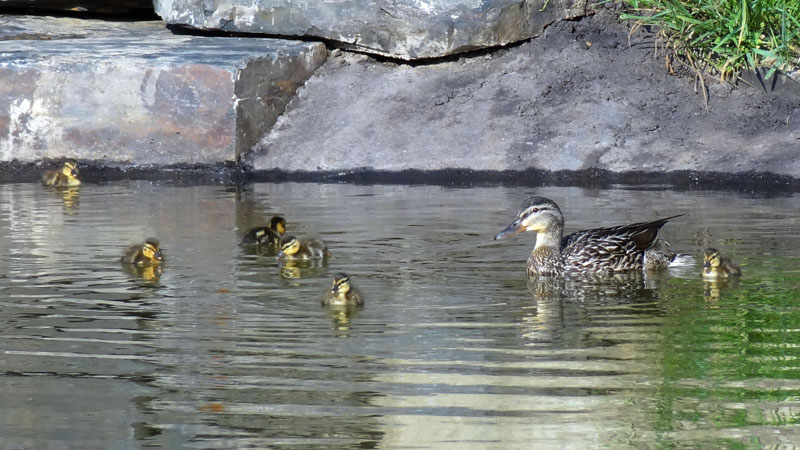 Female Mallard with 6 ducklings in Bear Center pond - July 17, 2012