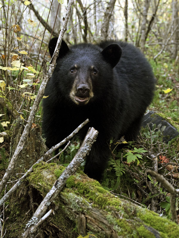 Fern approaches - Sept 28, 2012