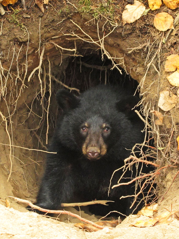 Fern at entrance of den - Oct 9, 2012