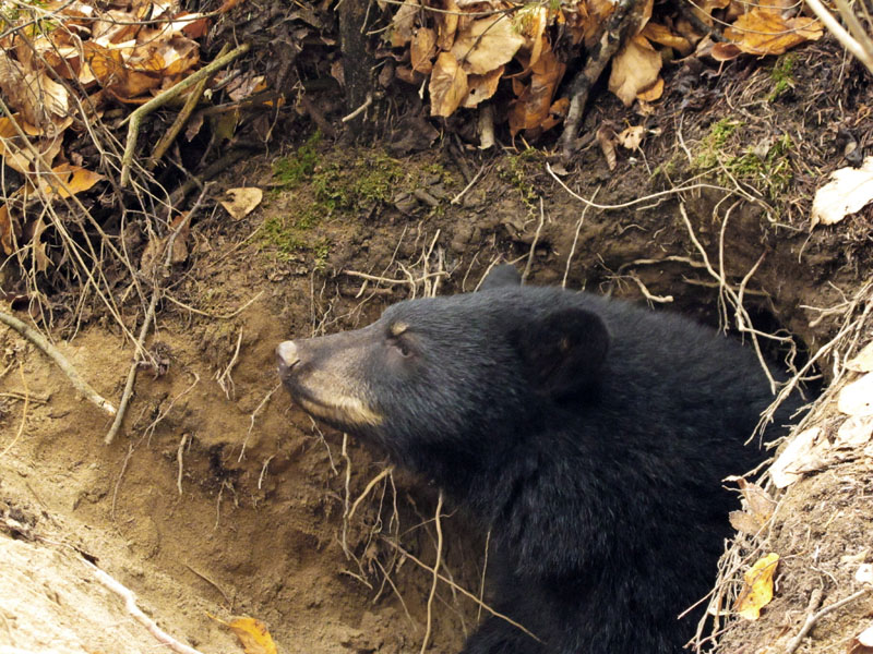 Fern emerges from den - Oct 9, 2012