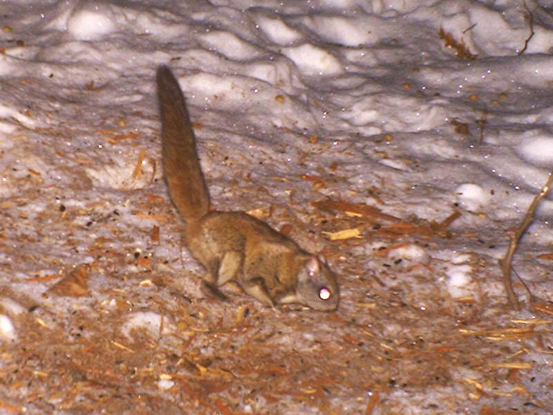 Flying Squirrel - Feb 19, 2012