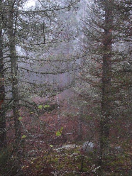 Foggy forest - Oct 29, 2011