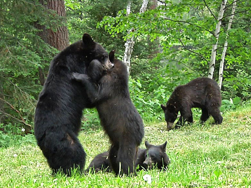 Four_Amigos_20110615