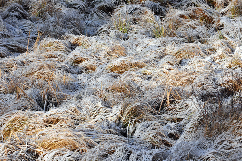 Frost - Oct 11, 2012