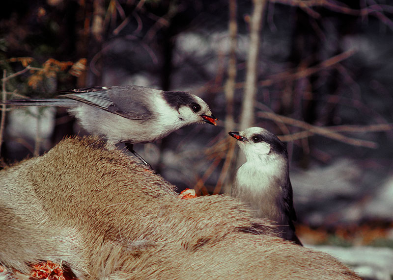 Gray Jays on deer carcass