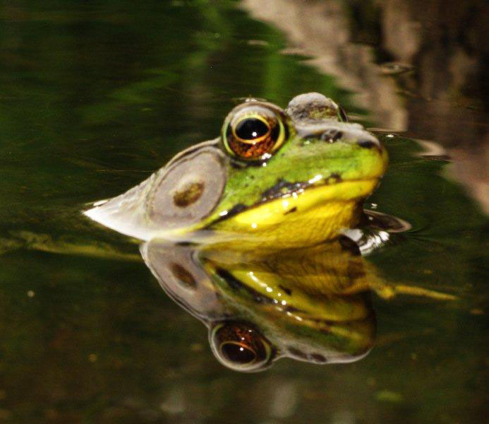 Green_frog_2011061
