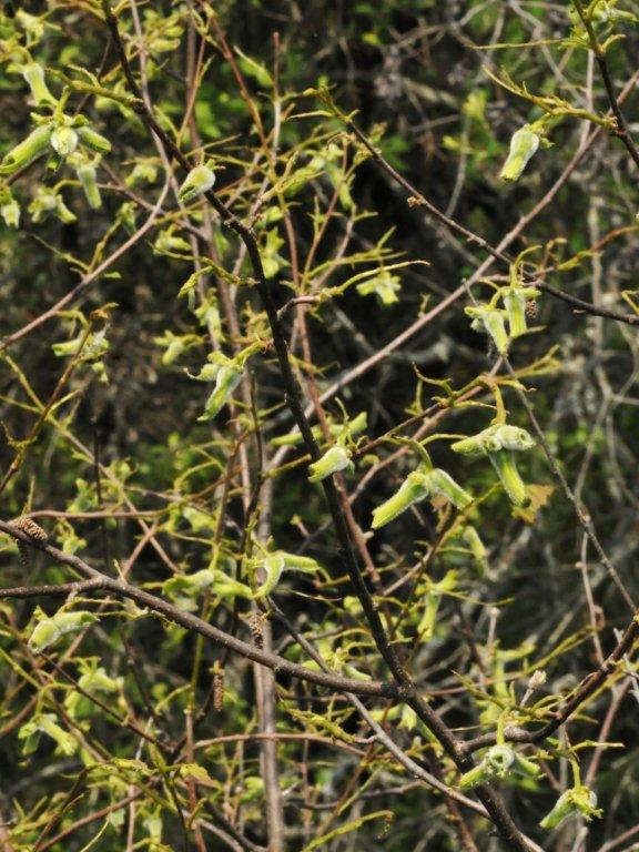 Hazelnuts on recently defoliated bush - June 10, 2012