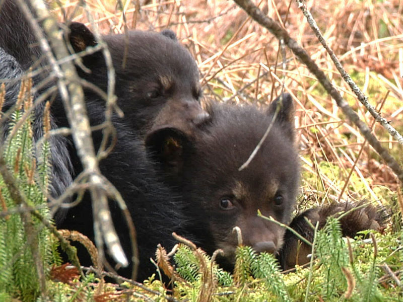 Herbie and Fern - April 27, 2012