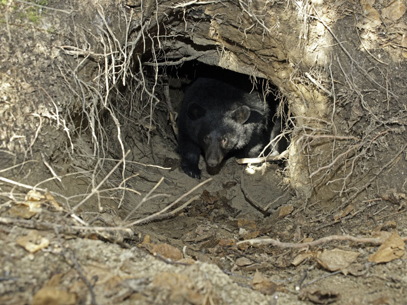 Herbie at entrance - Oct 27, 2012