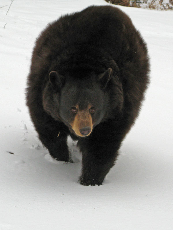 Honey out for a stroll - Dec 26, 2011