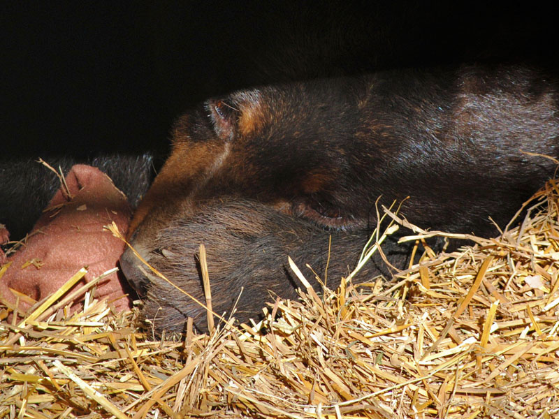 Honey rests in den - Oct 30, 2012