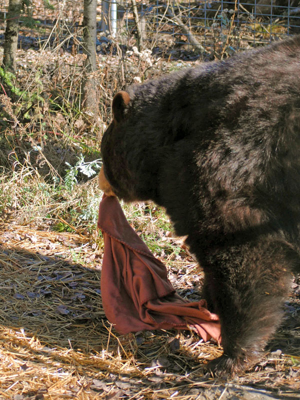 Honey carries blanket to her den - Oct 30, 2012