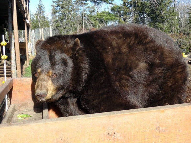 Honey  on scale - Nov 2, 2012