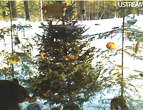 Honey_taking_tree_treats