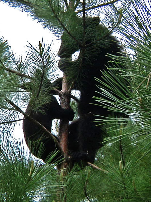 Hope_Faith_in_tree_20110618