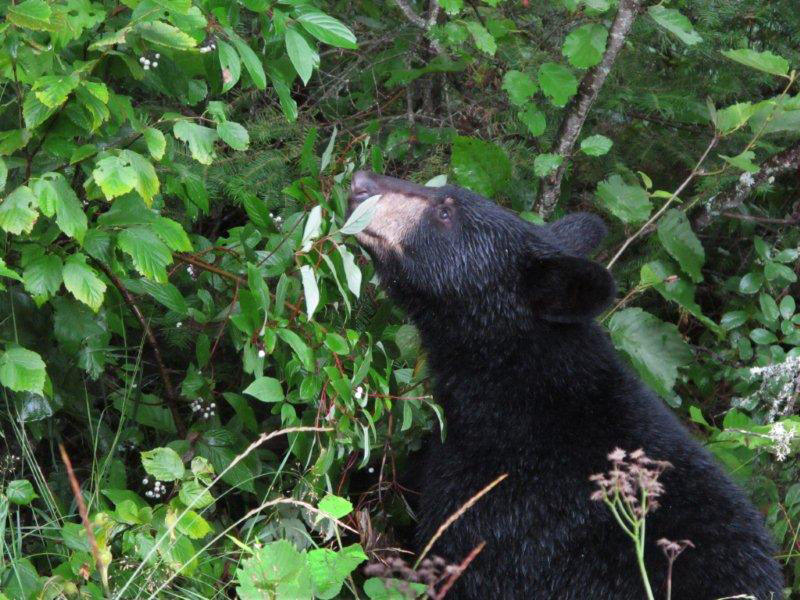 Hope__R-O_Dogwood_8-9-11