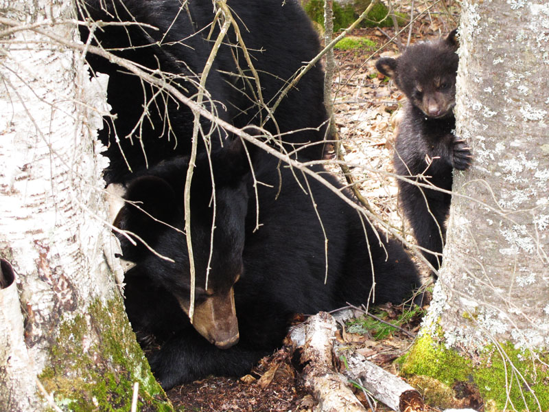 Hope_and_Faith_-_20110422