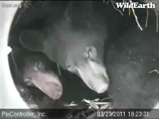 Hope_and_Lily_-_20110329_182331