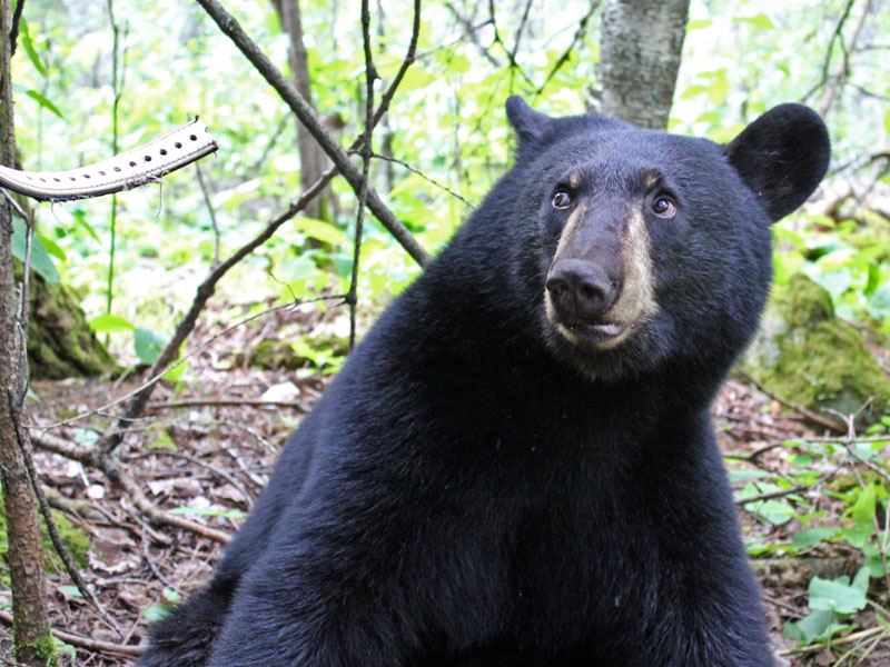 Hope_and_collar_-_20110816