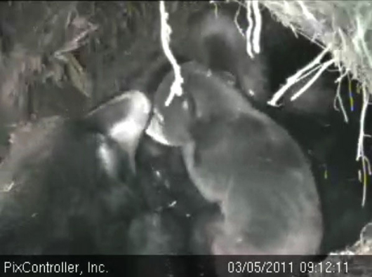 Hope_and_cub_-_20110305_091211