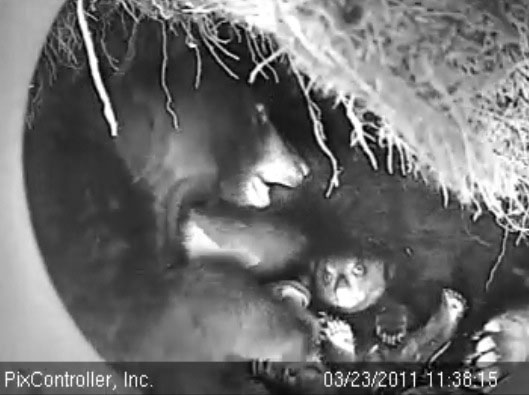 Hope_and_cub_-_20110323_113815