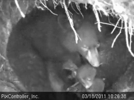 Hope_and_cubs_-_20110318_102638