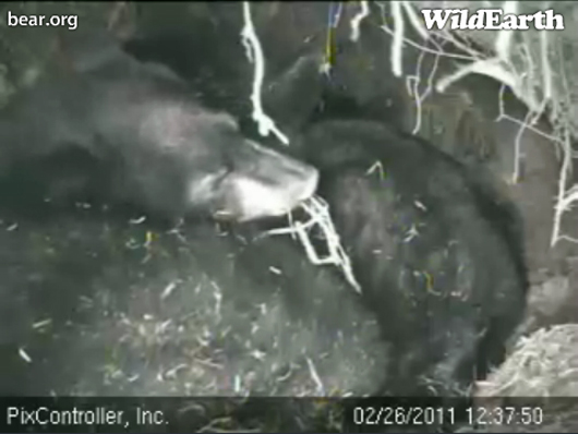 Hope_chewing_bedding_-_20110226_123750