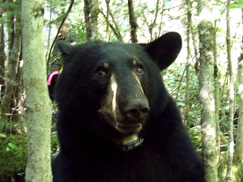 Hope_collared_-_20110829