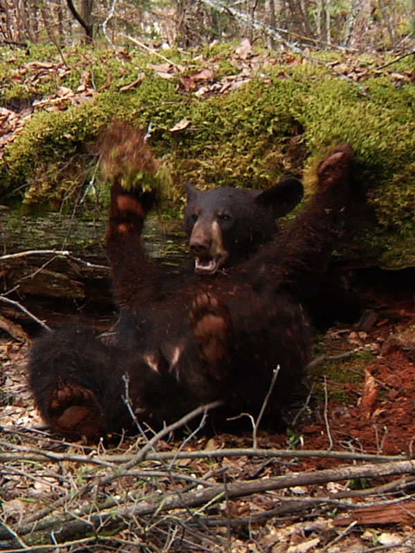 Hope_goes_wild_-_20110510