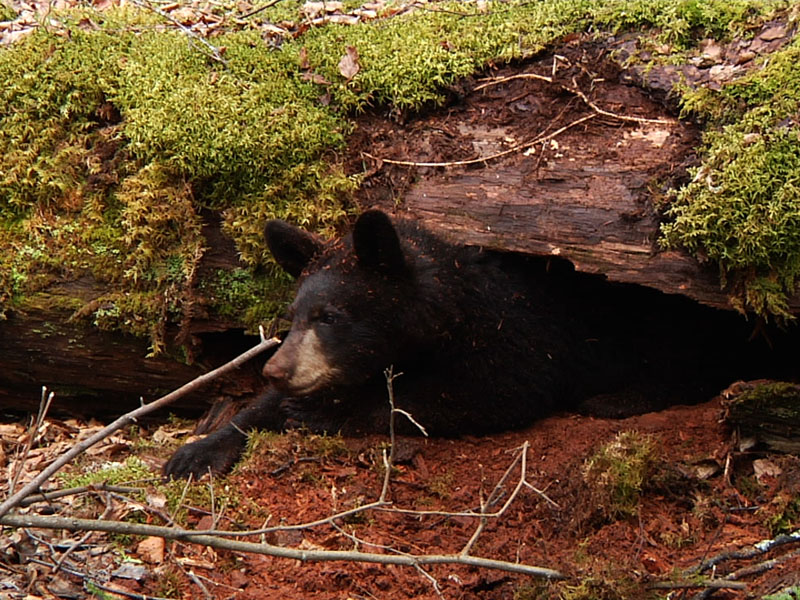 Hope_in_log_-_201105410