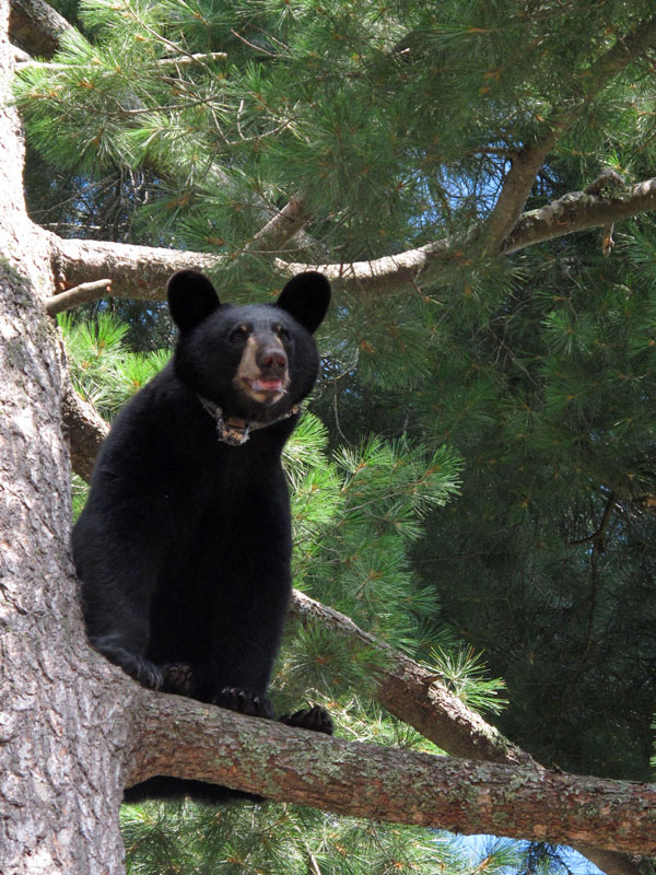 Hope_in_tree_collared_-_20110813