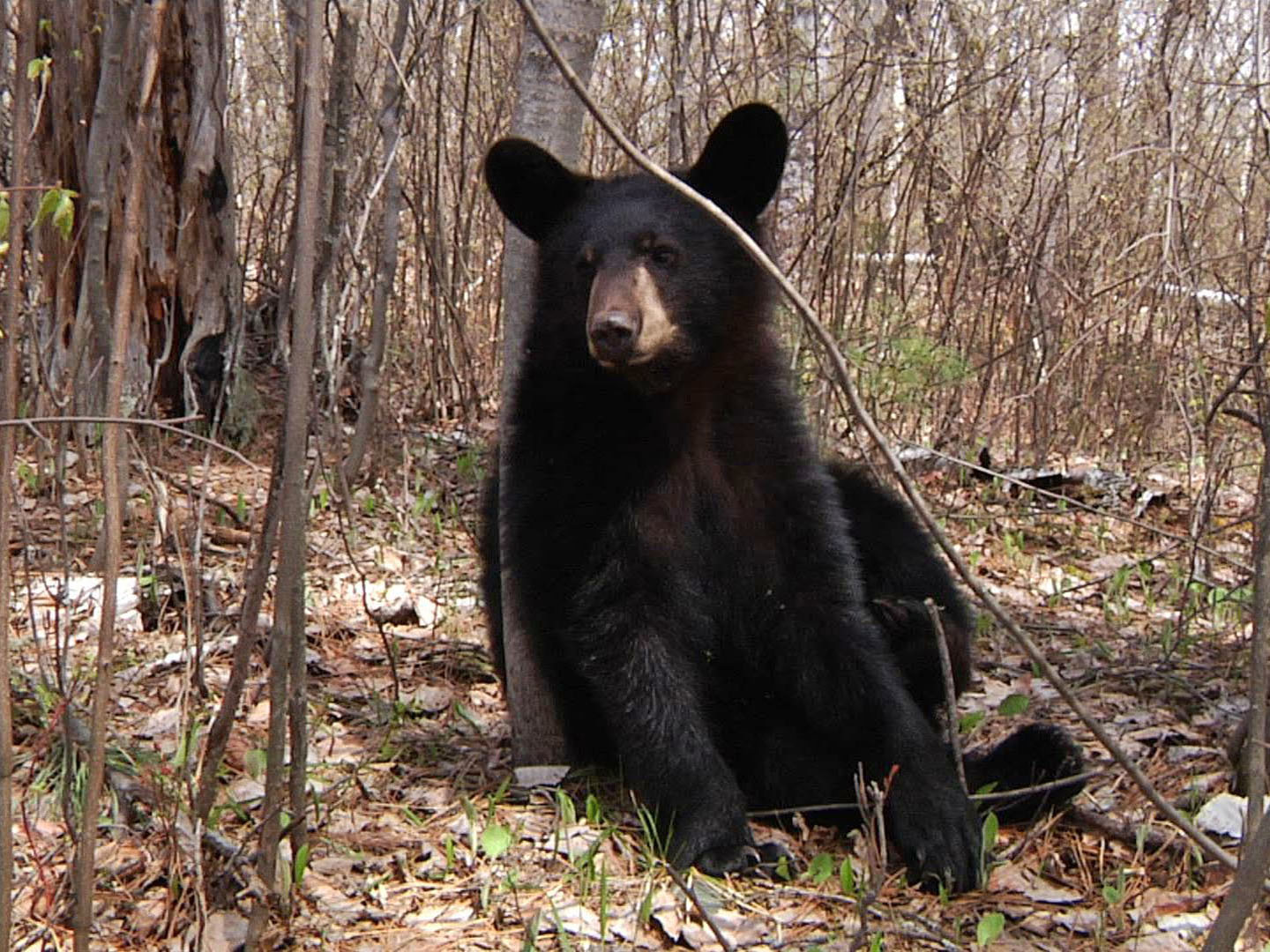 Hope_leaning_against_tree_-_20110514