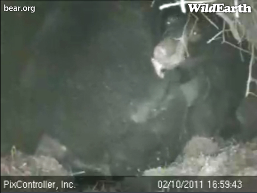 Hope_licking_Lily_-_20110210_165943