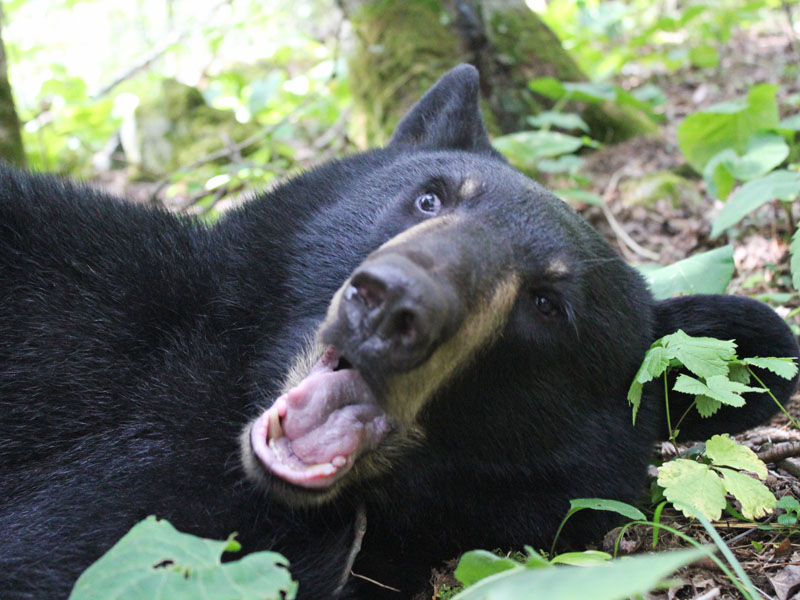 Hope_open_mouth_-_20110816