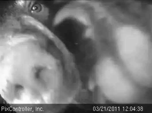 Hope_pawing_the_cam_-_20110321_120438