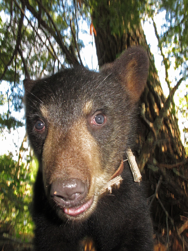 Hope_showing_collar_2