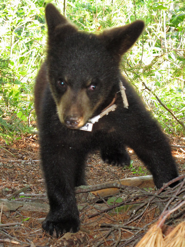 Hope_showing_collar_3