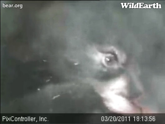 Hope_up_close_-_20110320_181356