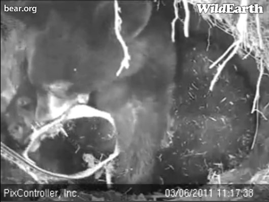 Hope_with_collar_-_20110306_111738