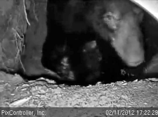 Jewel and cub - Feb 11, 2012