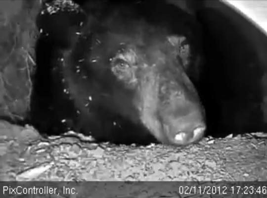 Jewel looks out - Feb 11, 2012