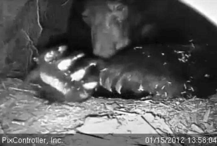 Jewel examining between her toes - Jan 15, 2012