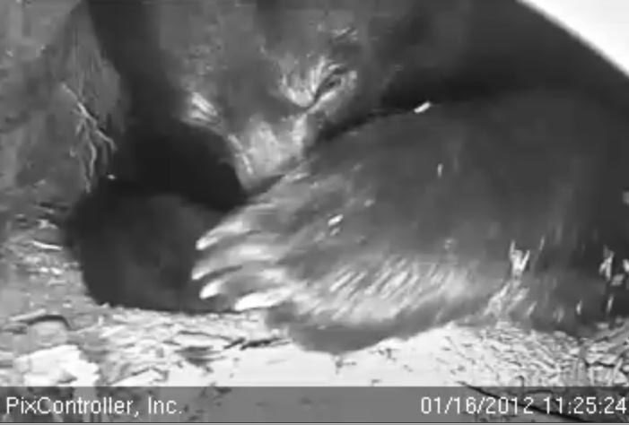 Jewel tucks nose behind paw - Jan 16, 2012