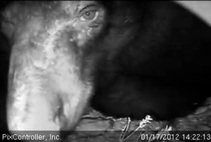 Jewel up close - Jan 17, 2012