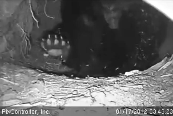 Jewel scratches her belly - Jan 17, 2012