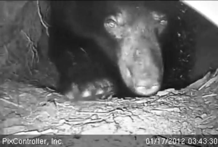 Jewel looks toward the den entrance - Jan 17, 2012